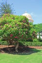 Dome of the Bab Shrine on the slopes of the Carmel Mountain and blooming tree in Haifa city, Israel Royalty Free Stock Photo