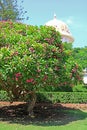 Dome of the Bab Shrine on the slopes of the Carmel Mountain and blooming tree in Haifa city, Israel Royalty Free Stock Photo