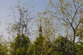 The dome of the church behind the branches of trees Royalty Free Stock Photo