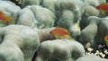 Dome coaral (porites nodifera) and fish