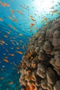Dome coral and anthias in the Red Sea. Royalty Free Stock Photo