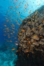 Dome coral and anthias in the Red Sea. Royalty Free Stock Photo