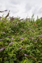 Dome with a cross of an Orthodox chapel around flowers Royalty Free Stock Photo