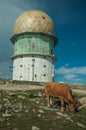Dome of an old radar station and a cow Royalty Free Stock Photo