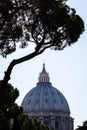 Dome of Saint Peter's Basilica under a typical Tuscan tree in the Vatican in Rome Royalty Free Stock Photo