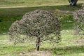 Dome shaped artificial hawthorn shrub