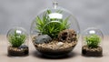 Dome shaped terrariums flanking it each hold similar succulents Royalty Free Stock Photo
