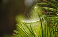 Domed Spider web on spring branch, Spider Web against green forest background, Close-up, pine needles Tree. Selective Royalty Free Stock Photo