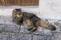 domestic adorable black grey Maine Coon kitten, young cat in sleepy day