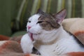 a domestic adult cat lies on a blanket and licks its paw.