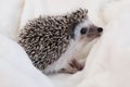 Cute African pygmy hedgehog sitting in white terry cloth.