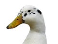 Domestic Ancona Duck Closeup Profile On White Background
