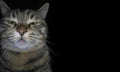 The domestic angry cat breaks the fourth wall and looks at the viewer, on a black background. A gloomy sleepy kitten. Funny muzzle Royalty Free Stock Photo