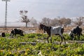 Domestic animal Goat are on grass land eating vegetable plant and grass outdoors travel in Quetta Balochistan Baluchistan