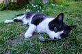 Cat with a dead shrew in the grass