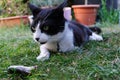 Cat with a dead shrew in the grass close-up
