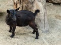 Domestic animal, Portrait of a little funny black goat on the farm. Black baby goat Royalty Free Stock Photo