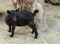 Domestic animal, Portrait of a little funny black goat on the farm. Black baby goat Royalty Free Stock Photo