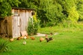 Domestic animals in farmyard Royalty Free Stock Photo