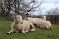 Farm animals - four sheep lieing on a meadow in the spring