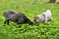 Domestic animals goat and sheep grazing