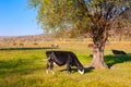 Domestic animals on grazing on the summer meadow Royalty Free Stock Photo