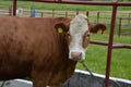 Domestic animals and people on traditional agricultural fair