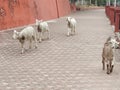 domestic animals on the sidewalk along the coastline in Chenab river Akhnoor Royalty Free Stock Photo