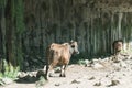 Two cows under a rock in a gorge in the mountains of Armenia.