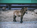 Domestic animals in the zoo close up zoo farm forest horse Royalty Free Stock Photo