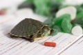 Domestic aquatic green slider turtle sleeps near the food, green glass background. Pet