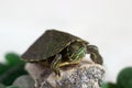 Domestic aquatic green slider turtle sleeps on green pieces of glass. Pet