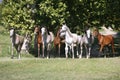 Panoramic view of herd of horses while running home on rural animal farm Royalty Free Stock Photo