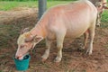 Domestic Asian Pink Water buffalo