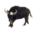 Domestic Asian Water buffalo - Bubalus bubalis