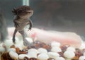 Domestic axolotl in the aquarium