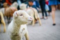 Domestic Baby Sheep on Farm Royalty Free Stock Photo