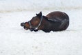 Domestic bay horse lying in the snow paddock in winter