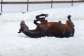 Domestic bay horse lying in the snow paddock in winter Royalty Free Stock Photo