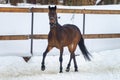 Domestic bay horse runing in the snow paddock in winter Royalty Free Stock Photo