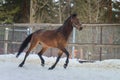 Domestic bay horse runing in the snow paddock in winter Royalty Free Stock Photo