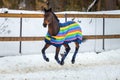 Domestic bay horse walking in the snow paddock in winter. The horse in the blanket Royalty Free Stock Photo