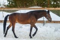 Domestic bay horse walking in the snow paddock in winter Royalty Free Stock Photo