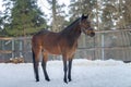 Domestic bay horse walking in the snow paddock in winter Royalty Free Stock Photo