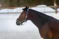 Domestic bay horse walking in the snow paddock in winter Royalty Free Stock Photo