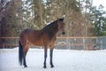 Domestic bay horse walking in the snow paddock in winter Royalty Free Stock Photo