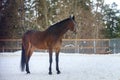 Domestic bay horse walking in the snow paddock in winter Royalty Free Stock Photo