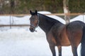 Domestic bay horse walking in the snow paddock in winter Royalty Free Stock Photo