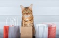 Domestic Bengal cat and colorful shopping bags Royalty Free Stock Photo