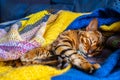 Domestic Bengal cat Royalty Free Stock Photo